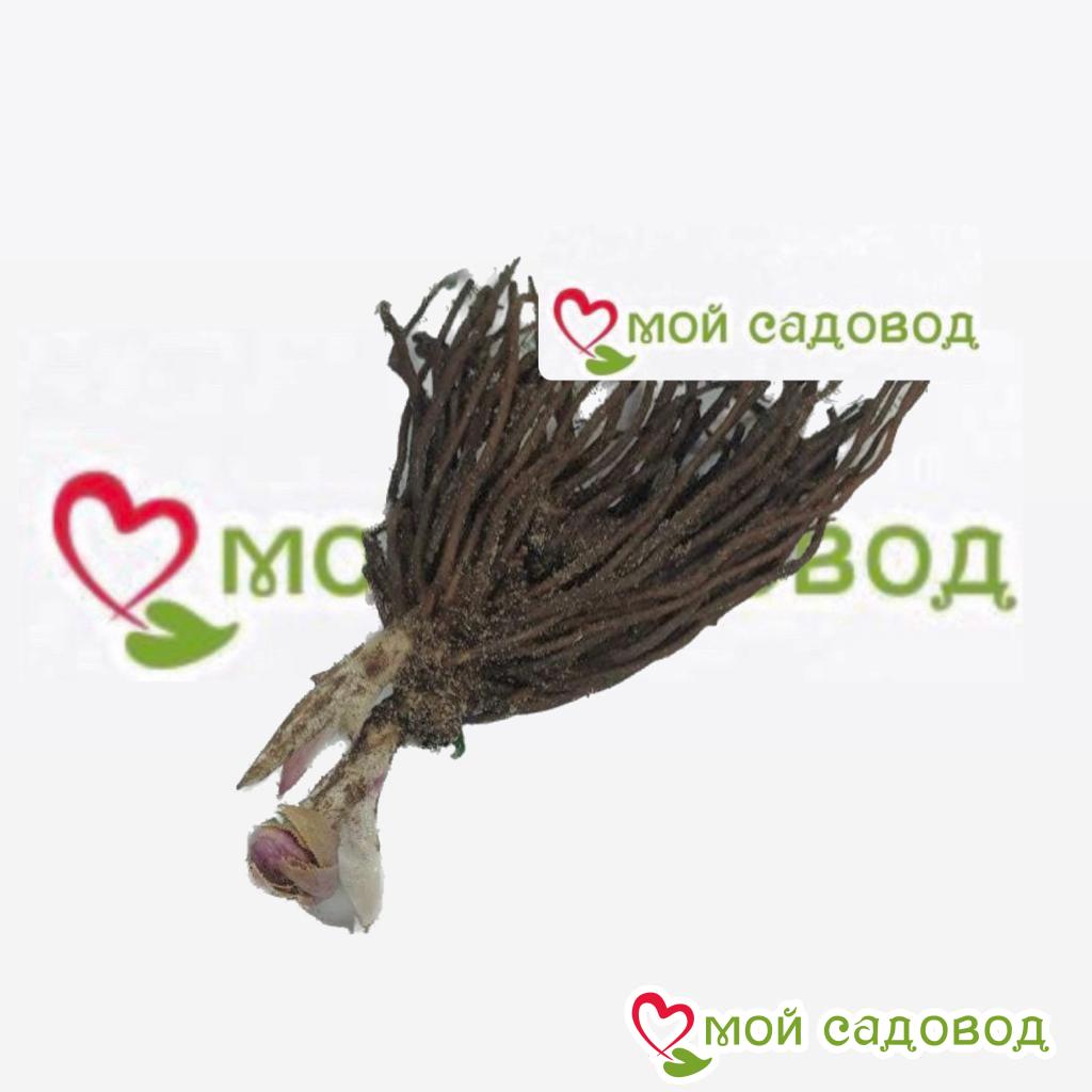 Хоста Веридия