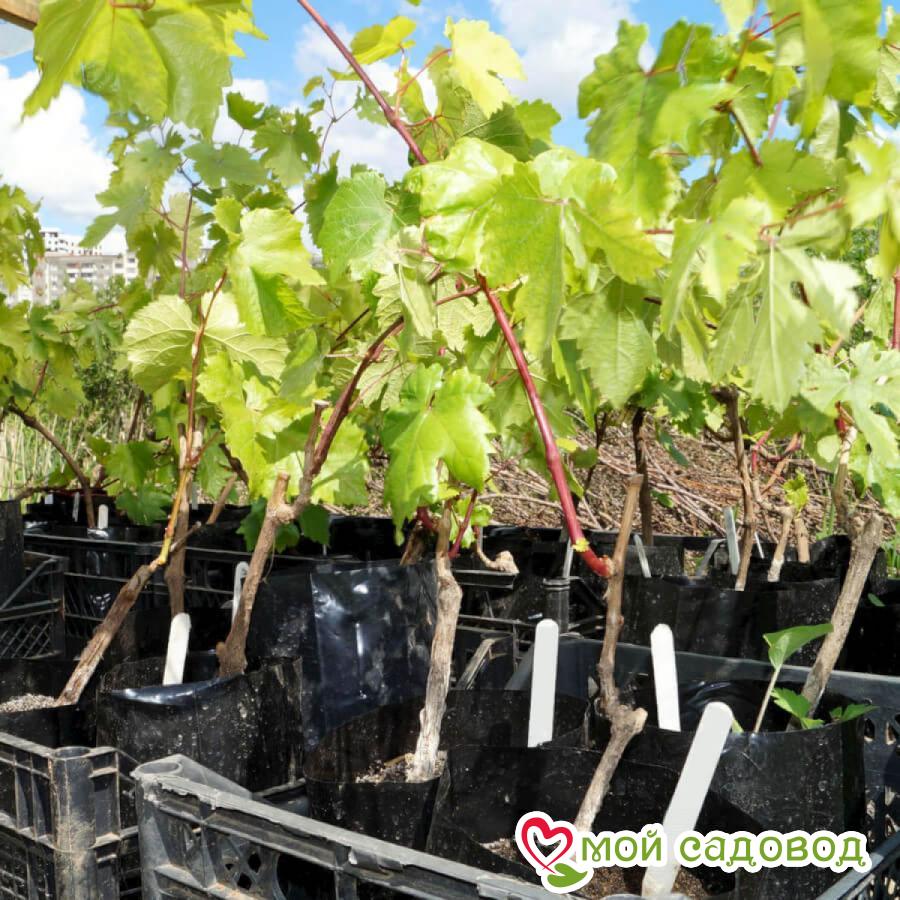 Виноград Джулия Ванд